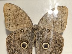 -上海昆虫博物馆