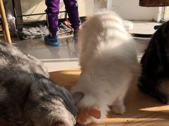 -平行世界·猫咖(首经贸店)