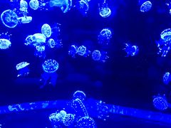 -多彩贵州城极地海洋世界