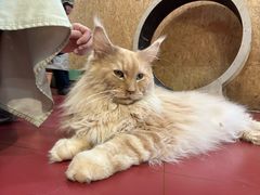-和它·交个朋友·狗咖猫咖(爱琴海店)