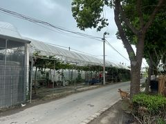 -马陆小张葡萄园农家乐