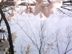 -顾村公园