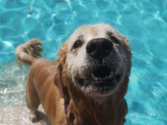 -趣玩宠物乐园寄养训犬训狗游泳池
