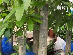 -金陵花卉交易市场