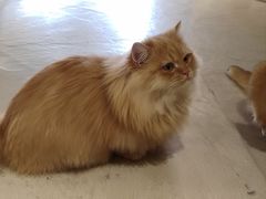 -藏猫猫咖啡主题馆(中央大道店)