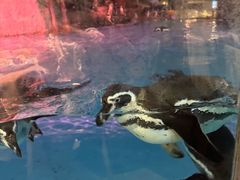 -帝企鹅自助餐厅•儿童岛•真企鹅(长隆企鹅酒店)