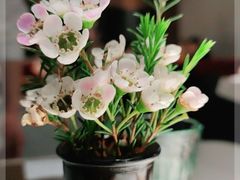 -阿妮叶李(光谷世界城店)