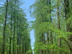 -渌洋湖湿地公园