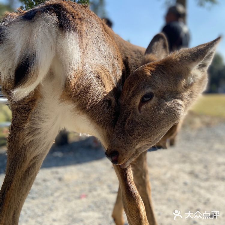 胡导带你游德清 | 布布熊生态农场
