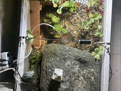 -中环花鸟鱼虫市场