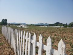 -北京东方普罗旺斯薰衣草庄园