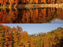 -深圳仙湖植物园