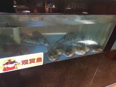 -天正河鲀·河豚亭(大连店)