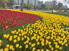 -大宁郁金香公园-停车场