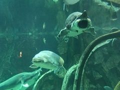 -华夏文旅海洋公园