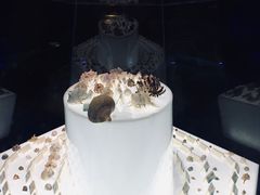 -贝壳梦幻世界