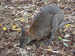 -费瑟代尔野生动物园