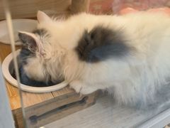 -柚子猫舍·精品猫舍购猫·猫咪认养·购宠·宠物店