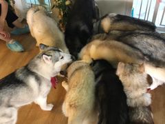 -Husky Go! 哈士奇体验馆·宠物咖啡厅狗咖