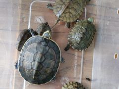 -灵龟之家百象馆(百象馆联合旗舰店)