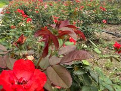 -长辛店二七公园