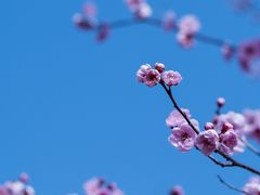 -梅城古镇