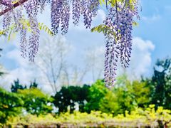 -嘉定紫藤园