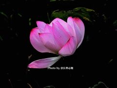 -荔湾湖公园