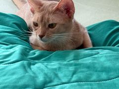 -宠颐生猫科·内科皮肤科(西平世纪城店)