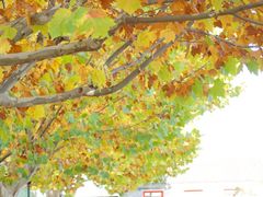 -河北村民俗体验园