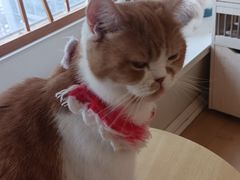 -Let's go狗咖·猫咖·奶狗·桌游(春熙路IFS店)