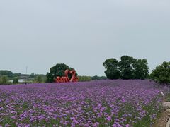 -西京湾花海