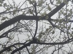 -香雪海