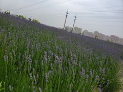 -菊园百果园