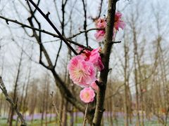 -梅花山(明孝陵内)