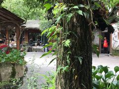 -青城甲(青城山店)