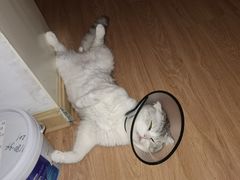 -爱侣宠医·鹦鹉专科·小型哺乳类·异宠专科(灵石路店)