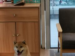 -南京Hallo宠物乐园·哈罗犬舍·柴犬繁育基地