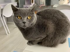 -喵的天空名猫咖啡馆·撸猫·猫舍·用品