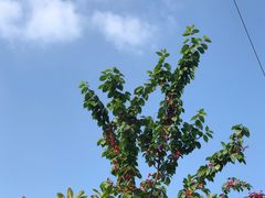 -樱桃山旅游景区