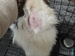 -四月宠物医院·猫专科·心脏专科·内科(转塘店)