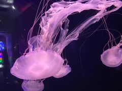 -成都浩海立方海洋公园