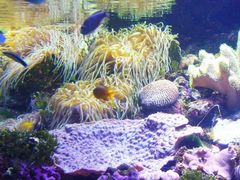 -悉尼海洋生物水族馆