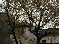 -塔川景区