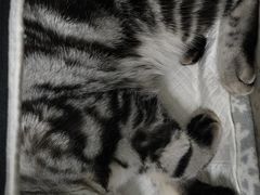 -纳吉亚猫专科动物诊疗中心(蒋宅口分院)