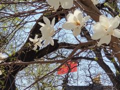 -护国法轮寺