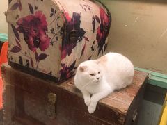 -猫咪博物馆(顶澳仔猫街店)