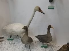 -盐城丹顶鹤湿地生态旅游区