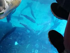 -迪拜水族馆及水下动物园