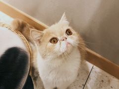 -飞行喵MR PILOT|猫舍·猫咖(静安大融城店)